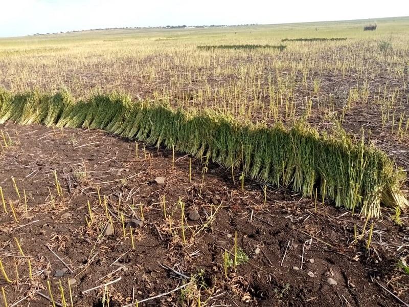 Champ agricole dans l’état de Gezira.